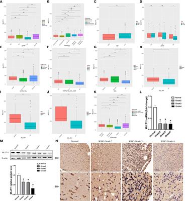 Identification of the novel prognostic biomarker, MLLT11, reveals its relationship with immune checkpoint markers in glioma